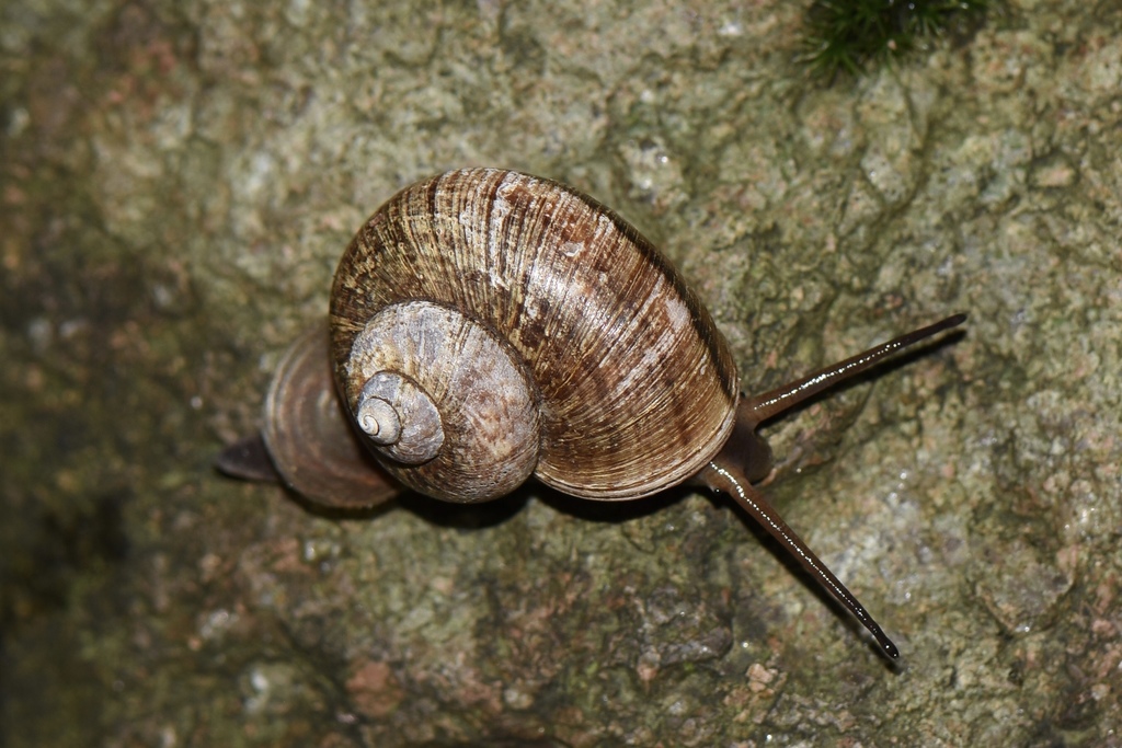 Cyclophorus martensianus
