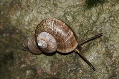 Cyclophorus martensianus
