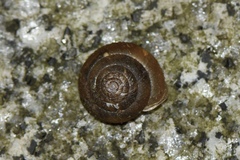 Plectotropis scitula
