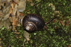Cyclophorus martensianus