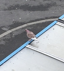 Columba livia domestica