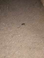 Heteromyidae
