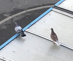 Columba livia domestica