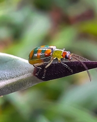 Diabrotica speciosa