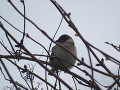 Passer montanus