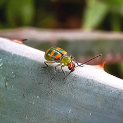 Diabrotica speciosa