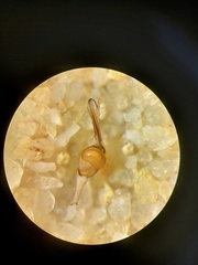 Tetragnatha hasselti