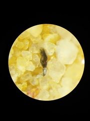 Phintella bifurcilinea