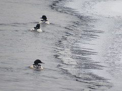 Mergus merganser