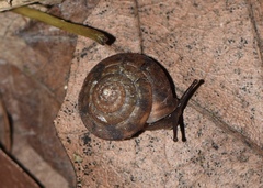 Plectotropis scitula