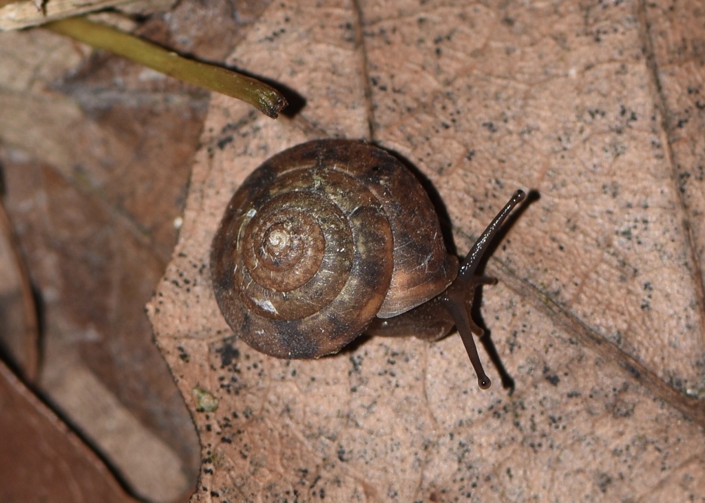 Aegista scitula