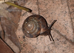 Plectotropis scitula