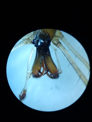 Tetragnatha ceylonica