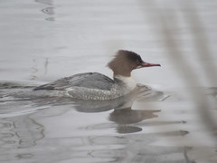 Mergus merganser