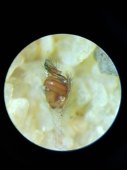 Tetragnatha ceylonica