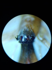 Tetragnatha ceylonica