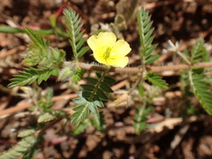 Tribulus terrestris