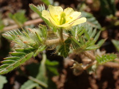 Tribulus terrestris
