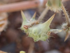 Tribulus terrestris