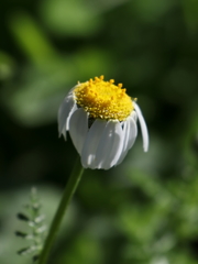 Anthemis