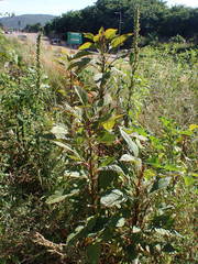 Amaranthus hybridus