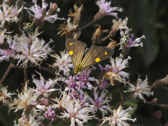 Phaeochlaena lampra
