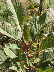Amaranthus hybridus
