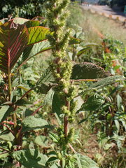 Amaranthus hybridus