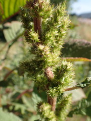 Amaranthus hybridus