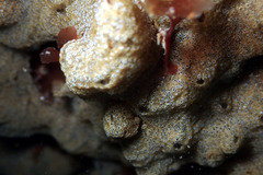 Didemnum psammatodes