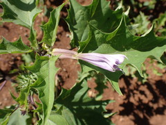 Datura stramonium