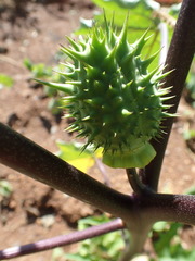 Datura stramonium