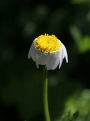 Anthemis