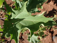 Datura stramonium