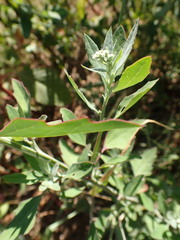 Chenopodium album