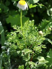 Anthemis