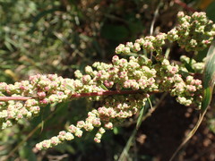 Chenopodium album