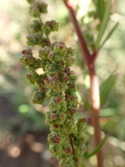 Chenopodium album