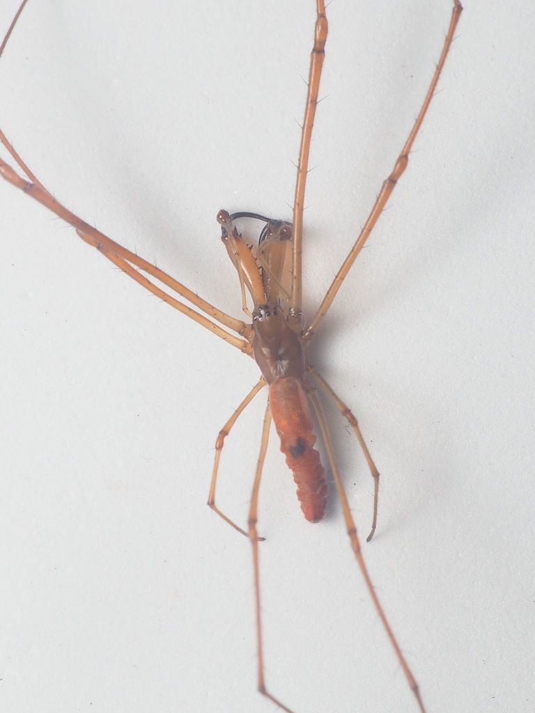 Spike Orb Spider