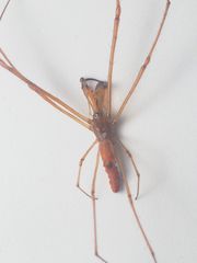 Tetragnatha mandibulata