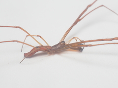 Tetragnatha mandibulata