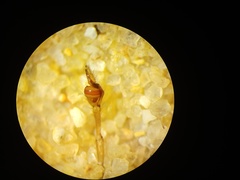 Tetragnatha mandibulata