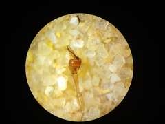 Tetragnatha mandibulata