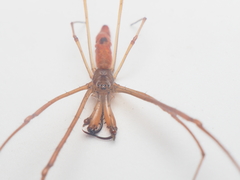 Tetragnatha mandibulata