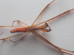 Tetragnatha mandibulata