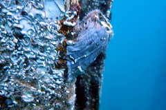 Austromegabalanus nigrescens