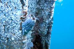 Austromegabalanus nigrescens