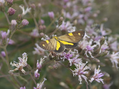 Phaeochlaena lampra