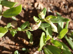 Talinum caffrum