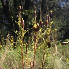 Tagetes coronopifolia